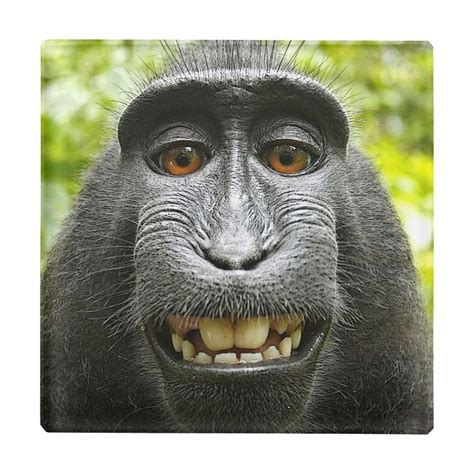 Monkey smiling meme - May 24, 2019 - Explore Sonya Couch's board "Happy Friday", followed by 261 people on Pinterest. See more ideas about funny animals, cute animals, happy friday.